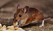 24 Hour & Emergency Exterminators in Bis, ND